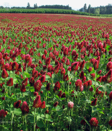 Crimson Clover